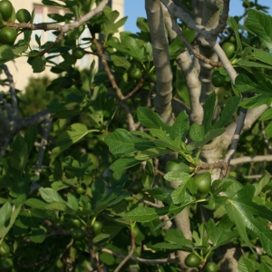 Photographie n°26615 du taxon Ficus carica L. [1753]