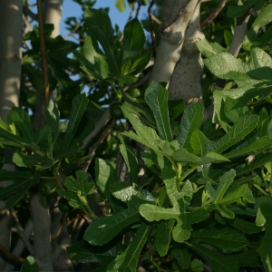 Photographie n°26616 du taxon Ficus carica L. [1753]
