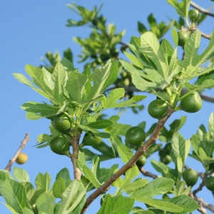 Photographie n°26618 du taxon Ficus carica L. [1753]