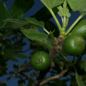 Photographie n°26624 du taxon Ficus carica L. [1753]