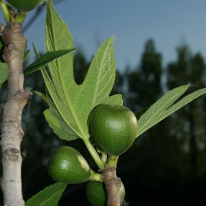 Photographie n°26626 du taxon Ficus carica L. [1753]