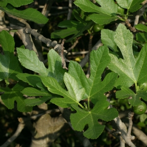 Photographie n°26629 du taxon Ficus carica L. [1753]