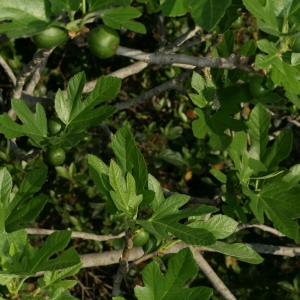 Photographie n°26630 du taxon Ficus carica L. [1753]