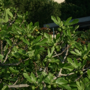 Photographie n°26631 du taxon Ficus carica L. [1753]