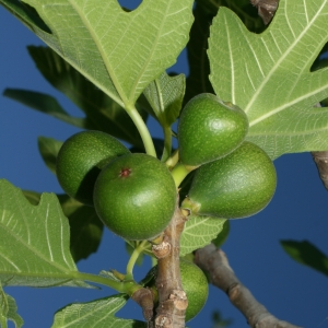 Photographie n°26635 du taxon Ficus carica L. [1753]
