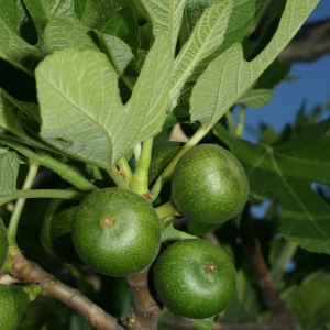 Photographie n°26636 du taxon Ficus carica L. [1753]