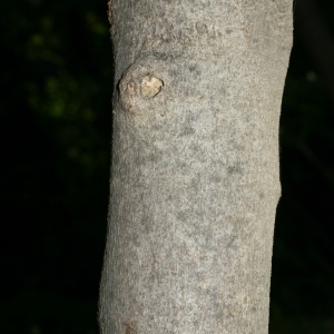 Photographie n°26640 du taxon Ficus carica L. [1753]