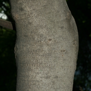 Photographie n°26645 du taxon Ficus carica L. [1753]