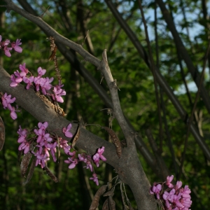 Photographie n°26646 du taxon Cercis siliquastrum L. [1753]