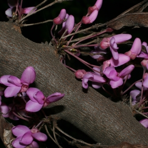 Photographie n°26652 du taxon Cercis siliquastrum L. [1753]