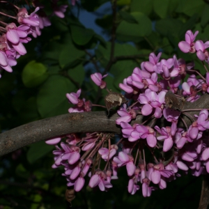 Photographie n°26653 du taxon Cercis siliquastrum L. [1753]