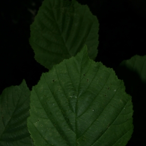 Photographie n°26660 du taxon Corylus avellana L.