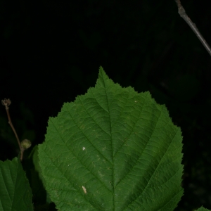 Photographie n°26661 du taxon Corylus avellana L.