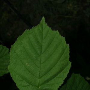 Photographie n°26662 du taxon Corylus avellana L.