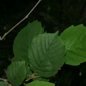 Photographie n°26663 du taxon Corylus avellana L.