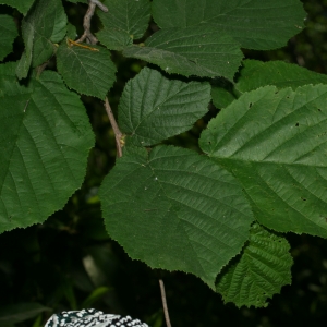 Photographie n°26665 du taxon Corylus avellana L.