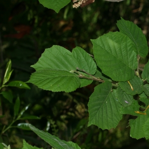 Photographie n°26668 du taxon Corylus avellana L.