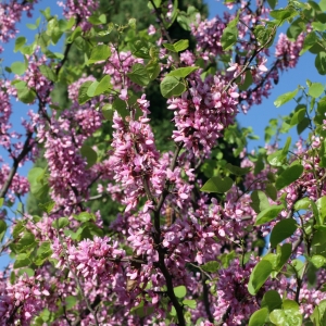 Photographie n°26679 du taxon Cercis siliquastrum L. [1753]