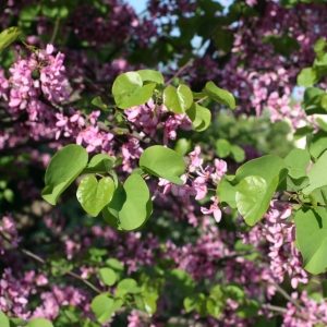 Photographie n°26681 du taxon Cercis siliquastrum L. [1753]