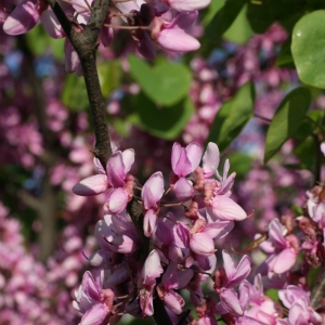 Photographie n°26684 du taxon Cercis siliquastrum L. [1753]