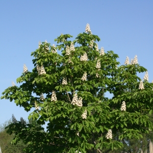 Photographie n°26691 du taxon Aesculus hippocastanum L. [1753]