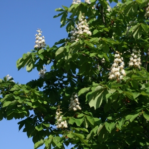 Photographie n°26692 du taxon Aesculus hippocastanum L. [1753]