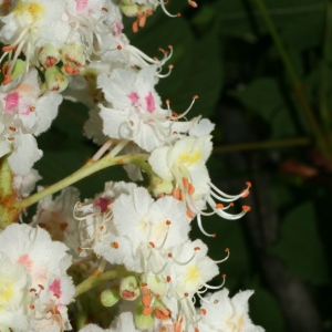 Photographie n°26697 du taxon Aesculus hippocastanum L. [1753]