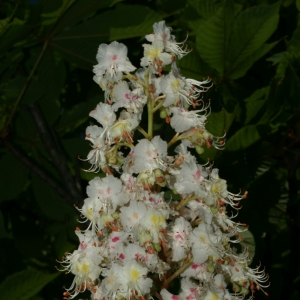 Photographie n°26699 du taxon Aesculus hippocastanum L. [1753]