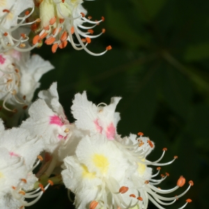 Photographie n°26701 du taxon Aesculus hippocastanum L. [1753]