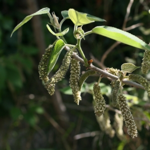 Photographie n°26716 du taxon Broussonetia papyrifera (L.) Vent. [1799]