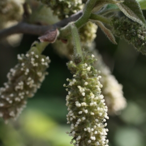 Photographie n°26717 du taxon Broussonetia papyrifera (L.) Vent. [1799]