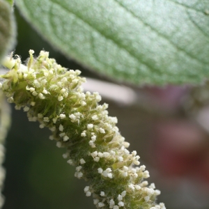 Photographie n°26718 du taxon Broussonetia papyrifera (L.) Vent. [1799]