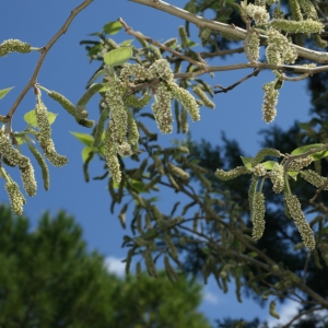 Photographie n°26719 du taxon Broussonetia papyrifera (L.) Vent. [1799]