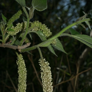 Photographie n°26720 du taxon Broussonetia papyrifera (L.) Vent. [1799]