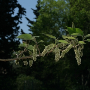 Photographie n°26721 du taxon Broussonetia papyrifera (L.) Vent. [1799]