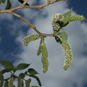 Photographie n°26722 du taxon Broussonetia papyrifera (L.) Vent. [1799]