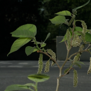 Photographie n°26723 du taxon Broussonetia papyrifera (L.) Vent. [1799]