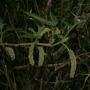 Photographie n°26724 du taxon Broussonetia papyrifera (L.) Vent. [1799]