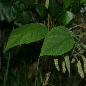 Photographie n°26725 du taxon Broussonetia papyrifera (L.) Vent. [1799]