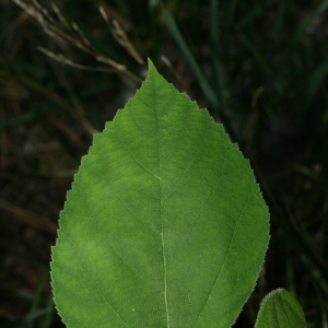 Photographie n°26726 du taxon Broussonetia papyrifera (L.) Vent. [1799]