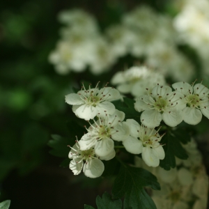 Photographie n°26755 du taxon Crataegus monogyna Jacq. [1775]