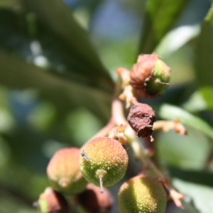 Photographie n°26780 du taxon Arbutus unedo L. [1753]