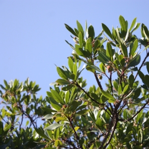 Photographie n°26783 du taxon Arbutus unedo L. [1753]