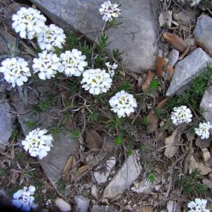 Iberis saxatilis L. subsp. saxatilis (Ibéris des rochers)