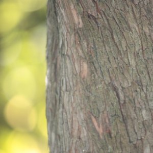 Photographie n°26816 du taxon Arbutus unedo L. [1753]