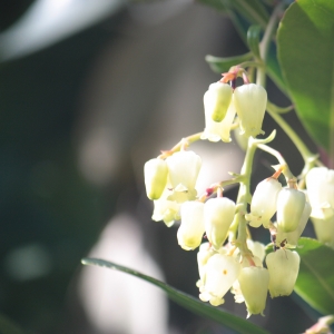 Photographie n°26821 du taxon Arbutus unedo L. [1753]