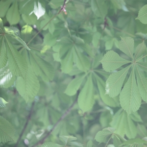 Photographie n°26832 du taxon Aesculus hippocastanum L. [1753]