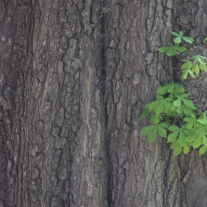 Photographie n°26844 du taxon Aesculus hippocastanum L. [1753]