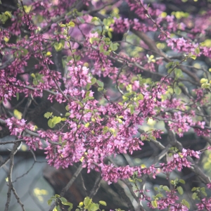 Photographie n°26856 du taxon Cercis siliquastrum L. [1753]