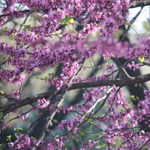 Photographie n°26857 du taxon Cercis siliquastrum L. [1753]